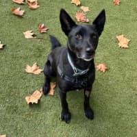 Photo of Buddy