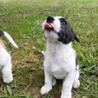 Photo of Cinnamon Satin