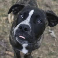 Photo of Diesel