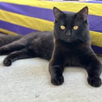 Photo of Wesley