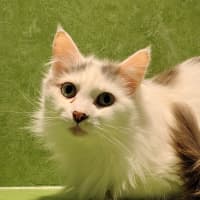 Photo of Bon