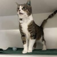 Photo of Zulu