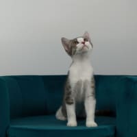 Photo of Toby