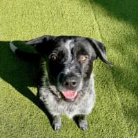 Photo of D1023 Shadow 