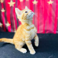 Photo of Tigger (Located In Preston)