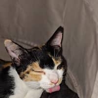 Photo of Callie