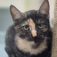 Photo of Miss Pink (0197)