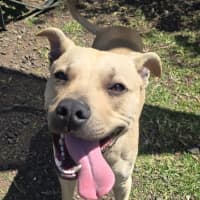 Photo of Odie (67245)