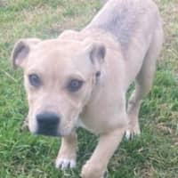 Photo of Zayne ~ 4 Month Old Male Staffy X