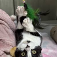 Photo of Apollo