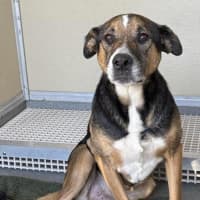 Photo of Brownie