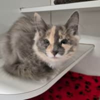 Photo of Pippa