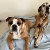 Photo of Humphrey And Louie