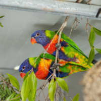 Photo of Rowan