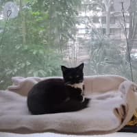 Photo of Donna Summer