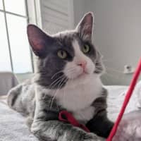 Photo of Pickles