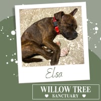 Photo of Elsa