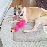 Photo of Billy, The Greyhound