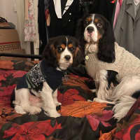 Photo of Daisy & Duke