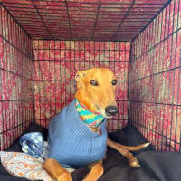 Photo of Arnold, The Greyhound