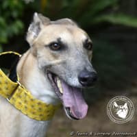 Photo of Sylvie Racing Name Silver Starline
