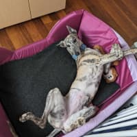 Photo of Luna, The 2 Year Old Greyhound