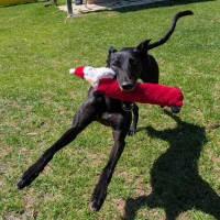Photo of Rafa The Greyhound