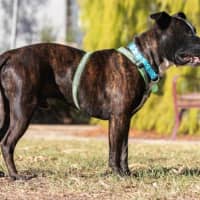 Photo of Hank Peggotty