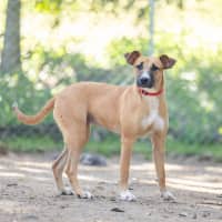 Photo of Scarlet