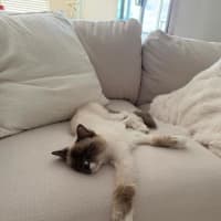 Photo of Star