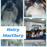 Photo of Hairy Mac Clary 
