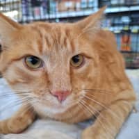 Photo of Archie