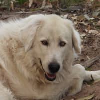 Photo of Lucy