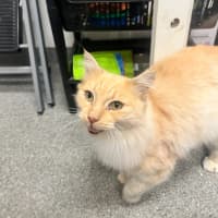 Photo of Vanilla