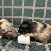 Photo of Crunchy & Tiger