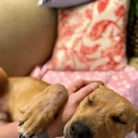 Photo of Hunter   7 Month Old Labrador X Staffy