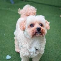 Photo of Peanut Butter