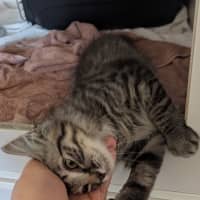 Photo of Seaberry Delight