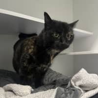 Photo of Coco