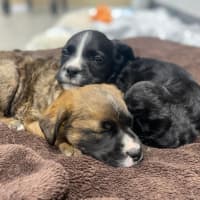 Photo of Dennis Reynolds 