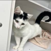 Photo of Smudge