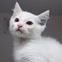Photo of Crisp