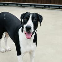Photo of Diesel