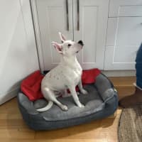 Photo of Niko