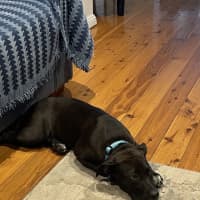 Photo of Socks   3 Month Old Bull Arab X Kelpie