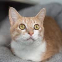 Photo of Marmalade