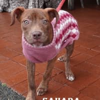 Photo of Sahara