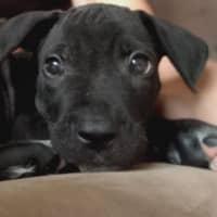 Photo of Tippy 