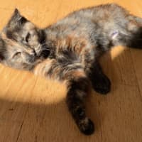 Photo of 🍹Julep & Gimlet🍹