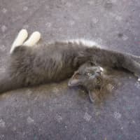 Photo of Crumpet